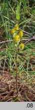 Lysimachia thyrsiflora (tojeść bukietowa)