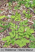 Actaea spicata (czerniec gronkowy)