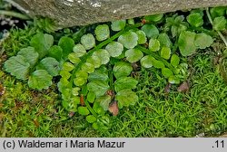 Asplenium viride (zanokcica zielona)