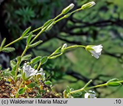 Cerastium alpinum (rogownica alpejska)