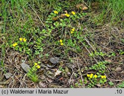 Lysimachia nummularia (tojeść rozesłana)