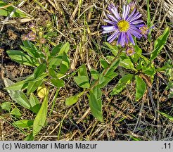 Aster amellus (aster gawędka)