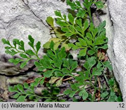 Asplenium ruta-muraria (zanokcica murowa)