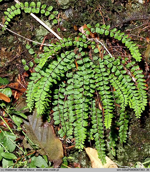 Asplenium trichomanes (zanokcica skalna)