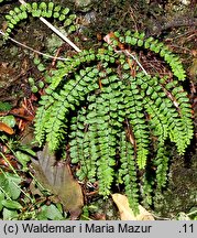 Asplenium trichomanes (zanokcica skalna)