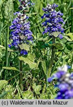 Ajuga reptans (dąbrówka rozłogowa)