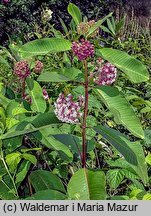 Asclepias syriaca (trojeść amerykańska)