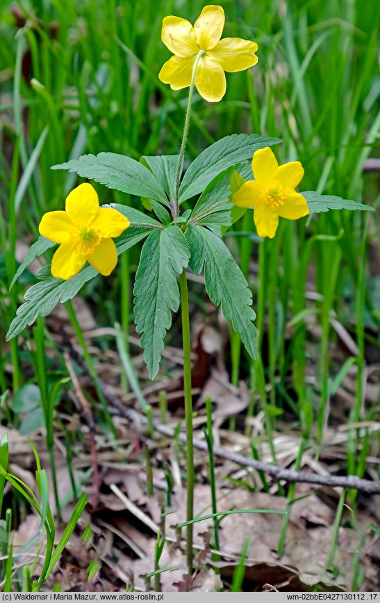 Anemone ranunculoides (zawilec żółty)