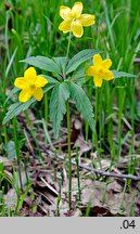 Anemone ranunculoides (zawilec żółty)