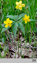 Anemonoides ranunculoides (zawilec żółty)