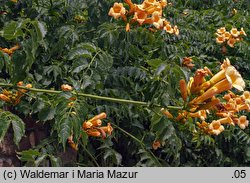 Campsis radicans (milin amerykański)