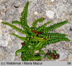 Asplenium trichomanes (zanokcica skalna)