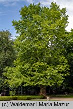 Platanus ×hispanica (platan klonolistny)