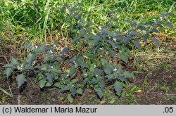 Solanum alatum (psianka skrzydlata)