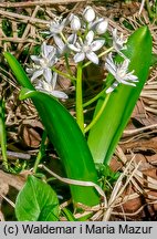 Scilla bifolia (cebulica dwulistna)