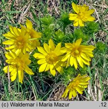 Adonis vernalis (miłek wiosenny)