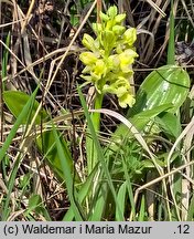 Orchis pallens (storczyk blady)