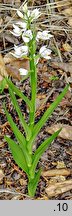 Cephalanthera longifolia (buławnik mieczolistny)