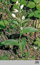 Cephalanthera damasonium (buławnik wielkokwiatowy)