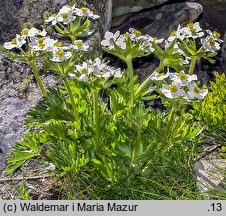 Anemonastrum narcissiflorum (zawilec narcyzowy)