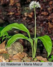 Allium ursinum (czosnek niedźwiedzi)