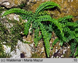 Asplenium trichomanes (zanokcica skalna)