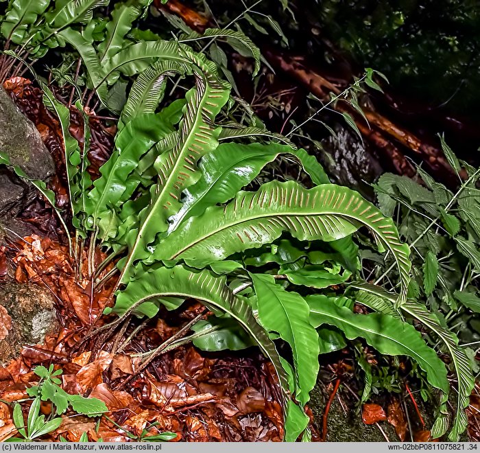 Asplenium scolopendrium (języcznik zwyczajny)