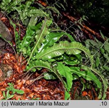 Asplenium scolopendrium (języcznik zwyczajny)