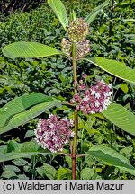 Asclepias syriaca (trojeść amerykańska)