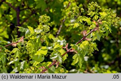 Acer campestre (klon polny)