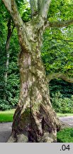 Platanus ×hispanica (platan klonolistny)