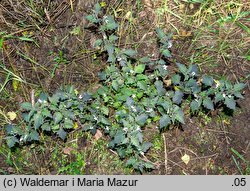 Solanum alatum (psianka skrzydlata)