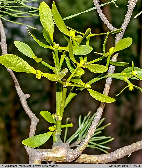 Viscum album ssp. austriacum (jemioła pospolita rozpierzchła)