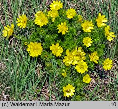 Adonis vernalis (miłek wiosenny)