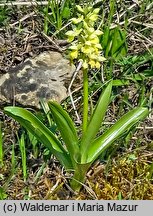 Orchis pallens (storczyk blady)