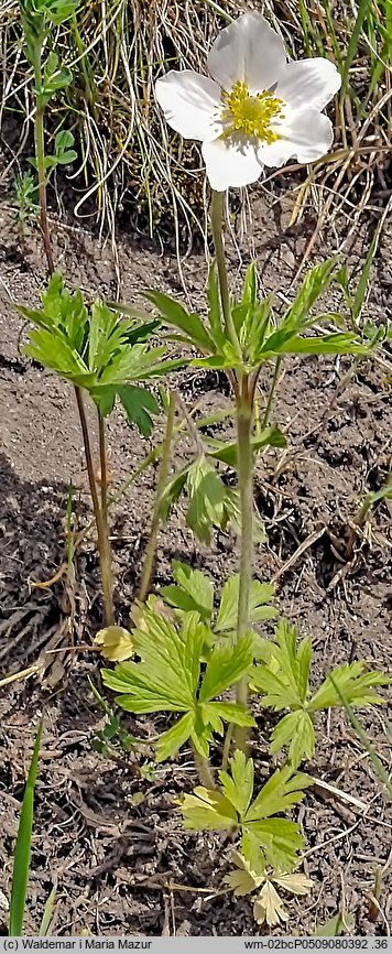 Anemone sylvestris (zawilec wielkokwiatowy)
