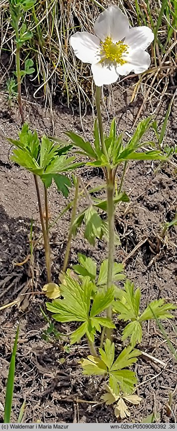 Anemonoides sylvestris (zawilec wielkokwiatowy)