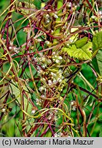 Cuscuta europaea ssp. europaea (kanianka pospolita typowa)