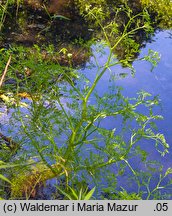 Oenanthe aquatica (kropidło wodne)