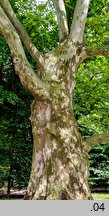 Platanus ×hispanica (platan klonolistny)