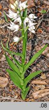 Cephalanthera longifolia (buławnik mieczolistny)