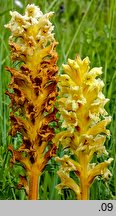 Orobanche lutea (zaraza czerwonawa)