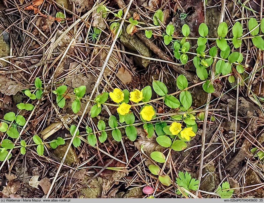 Lysimachia nummularia (tojeść rozesłana)