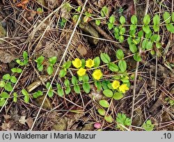 Lysimachia nummularia (tojeść rozesłana)