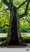 Platanus ×hispanica (platan klonolistny)