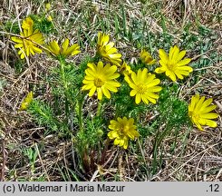 Adonis vernalis (miłek wiosenny)