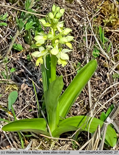 Orchis pallens (storczyk blady)