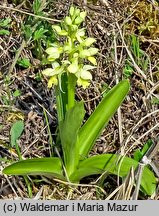 Orchis pallens (storczyk blady)