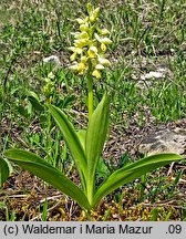 Orchis pallens (storczyk blady)