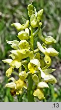 Orchis pallens (storczyk blady)